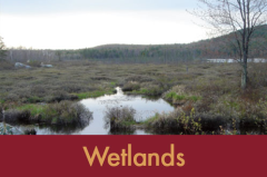 Wetlands (2026)